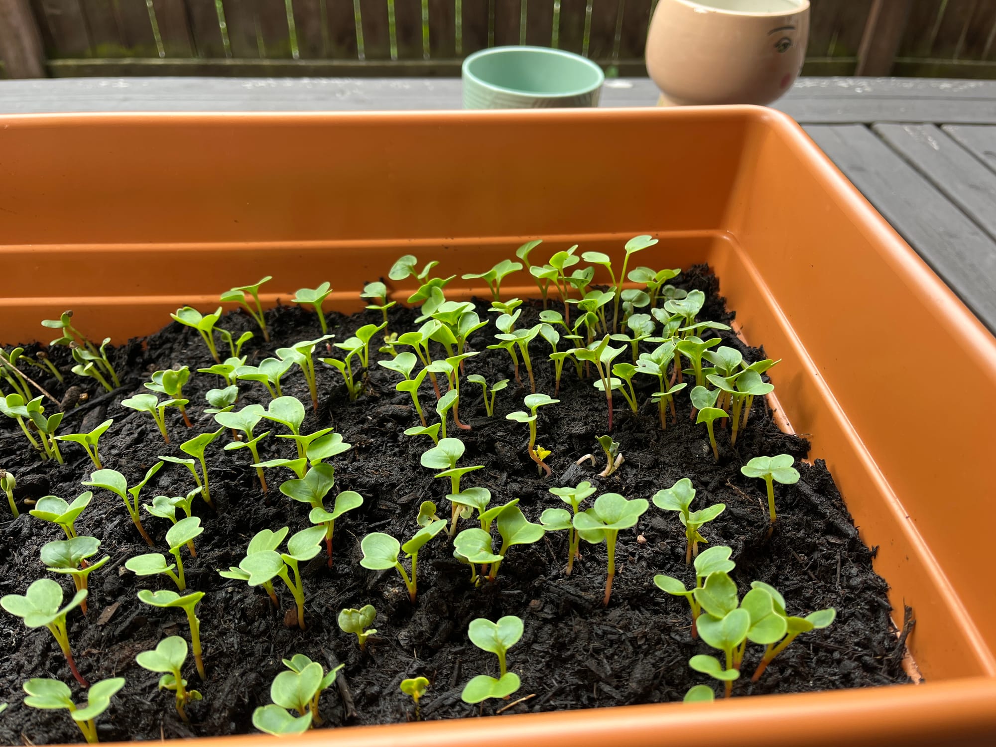 24-06-26 09-48-57 8803.jpg